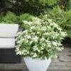 Hortensia (Hydrangea 'Prim White') -Planten Verkoopwinkel hydrangea pan. prim white