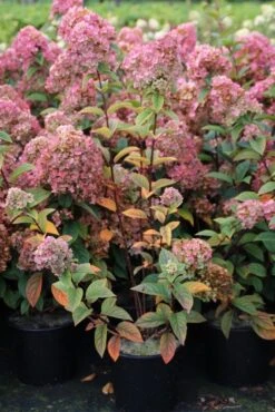 Pluimhortensia (Hydrangea Paniculata 'Sundae Fraise') -Planten Verkoopwinkel hydrangea pan sundae fraise 3 2.5 frank elst 1