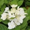 Pluimhortensia (Hydrangea Paniculata 'Dart's Little Dot') -Planten Verkoopwinkel hydrangea paniculata darts little dot 1 2