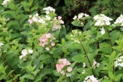 Pluimhortensia (Hydrangea Paniculata 'Dart's Little Dot') -Planten Verkoopwinkel hydrangea paniculata darts little dot 3 1