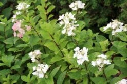 Pluimhortensia (Hydrangea Paniculata 'Dart's Little Dot') 16 Pluimhortensia (Hydrangea Paniculata 'Dart's Little Dot') -Planten Verkoopwinkel hydrangea paniculata darts little dot 4 2