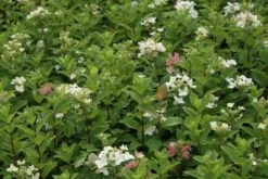 Pluimhortensia (Hydrangea Paniculata 'Dart's Little Dot') 21 Pluimhortensia (Hydrangea Paniculata 'Dart's Little Dot') -Planten Verkoopwinkel hydrangea paniculata darts little dot 7 2