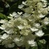 Pluimhortensia (Hydrangea Paniculata 'Dharuma') -Planten Verkoopwinkel hydrangea paniculata dharuma 2 2