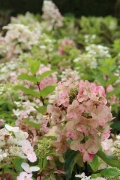 Pluimhortensia (Hydrangea Paniculata 'Unique') -Planten Verkoopwinkel hydrangea paniculata unique 1 1