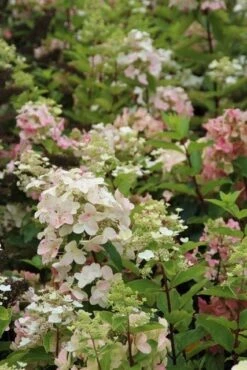 Pluimhortensia (Hydrangea Paniculata 'Unique') -Planten Verkoopwinkel hydrangea paniculata unique 3 2