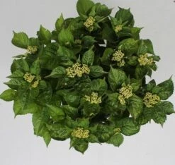 Hortensia Pink Pop (Hydrangea 'Music Collection') -Planten Verkoopwinkel hydrangea pink pop c5 4 1