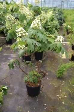 Eikenbladhortensia (Hydrangea Quercifolia) -Planten Verkoopwinkel hydrangea quercifolia 1