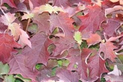 Eikenbladhortensia (Hydrangea Quercifolia) -Planten Verkoopwinkel hydrangea quercifolia 1 1