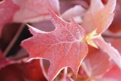 Eikenbladhortensia (Hydrangea Quercifolia) -Planten Verkoopwinkel hydrangea quercifolia 2