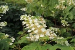 Eikenbladhortensia (Hydrangea Quercifolia) -Planten Verkoopwinkel hydrangea quercifolia 2 1 1