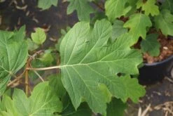 Eikenbladhortensia (Hydrangea Quercifolia) -Planten Verkoopwinkel hydrangea quercifolia 4 1