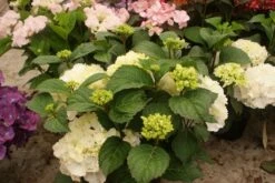 Hortensia (Hydrangea Macrophylla 'Schneeball') -Planten Verkoopwinkel hydrangea schneeball 1