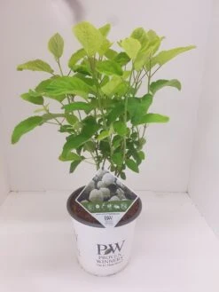 Hortensia (Hydrangea 'Strong Annabelle') 22 Hortensia (Hydrangea 'Strong Annabelle') -Planten Verkoopwinkel hydrangea strong annabel