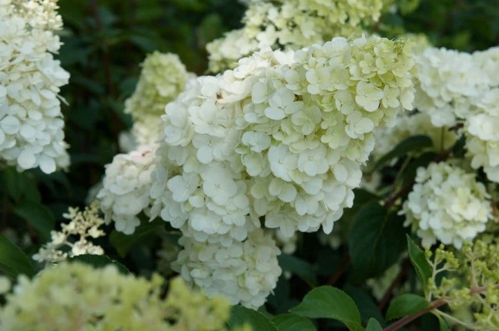 Pluimhortensia (Hydrangea Paniculata 'Sundae Fraise') 6 Pluimhortensia (Hydrangea Paniculata 'Sundae Fraise') - Afbeelding 6