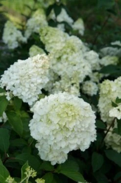 Pluimhortensia (Hydrangea Paniculata 'Sundae Fraise') -Planten Verkoopwinkel hydrangea sundae fraise 03 1