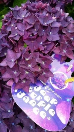Hortensia Deep Purple Dance (Hydrangea 'Music Collection') -Planten Verkoopwinkel hydrangeadeeppurpledance01