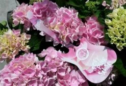Hortensia Soft Pink Salsa (Hydrangea 'Music Collection') -Planten Verkoopwinkel hydrangeasoftpinksalsa01 1