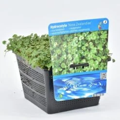Waternavel (Hydrocotyle Novae-zealandiae) -Planten Verkoopwinkel hydrocotyle nova zealandiae 18x18 20180403224236
