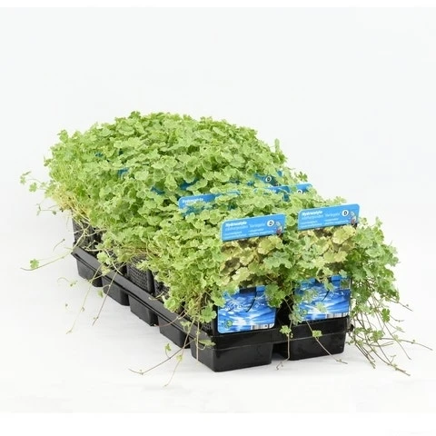 Bonte Waternavel (Hydrocotyle Sib. 'Variegata') 3 Bonte Waternavel (Hydrocotyle Sib. 'Variegata') - Afbeelding 3