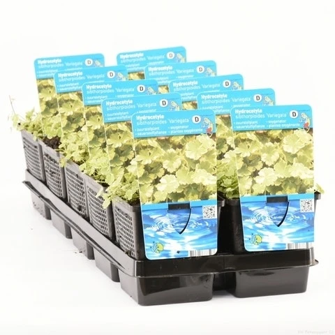 Bonte Waternavel (Hydrocotyle Sib. 'Variegata') 4 Bonte Waternavel (Hydrocotyle Sib. 'Variegata') - Afbeelding 4