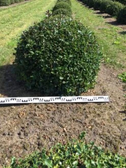 Hulst Als Bolvorm (Ilex Aquifolium) -Planten Verkoopwinkel ilex aquifolium 90 cm breed bol drkl 1
