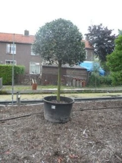 Hulst Op Stam (Ilex Aquifolium) -Planten Verkoopwinkel ilex aquifolium halfstam 30 35 1