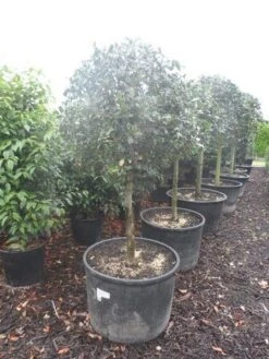 Hulst Op Stam (Ilex Aquifolium) -Planten Verkoopwinkel ilex aquifolium halfstam c130 150 1