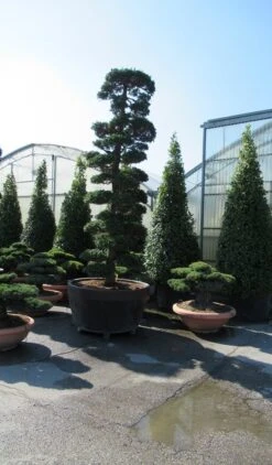 Japanse Hulst Als Bonsai (Ilex Crenata) -Planten Verkoopwinkel ilex bonsai 1