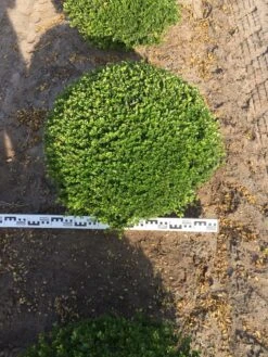 Japanse Hulst Als Bolvorm (Ilex Crenata) -Planten Verkoopwinkel ilex crenata 70 cm breed bol drkl 1