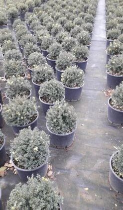 Japanse Hulst (Ilex Crenata 'Kinme') -Planten Verkoopwinkel ilex crenata ball d25 10lt 1
