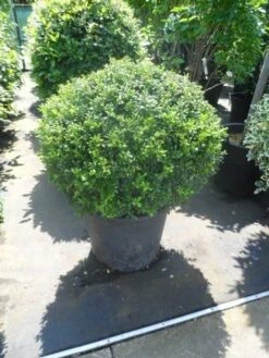 Japanse Hulst In Bolvorm (Ilex Crenata 'Convexa') -Planten Verkoopwinkel ilex crenata convexa bol 80 100 1