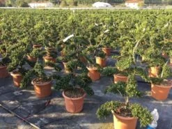 Japanse Hulst Als Bonsai (Ilex Crenata 'Kinme') -Planten Verkoopwinkel ilex crenata kimne bonsai 2