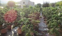 Japanse Hulst Als Bonsai (Ilex Crenata 'Kinme') -Planten Verkoopwinkel ilex crenata kimne bonsai lv20