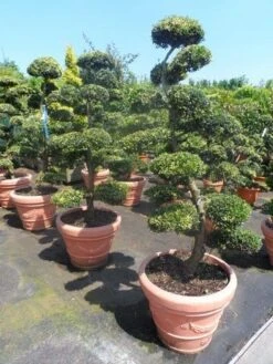 Japanse Hulst Als Bonsai (Ilex Crenata) -Planten Verkoopwinkel ilex crenata kinmei bonsai 160 180 1