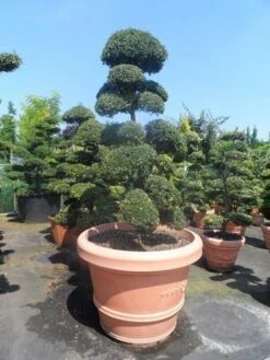 Japanse Hulst Als Bonsai (Ilex Crenata) -Planten Verkoopwinkel ilex crenata kinmei bonsai 160 180 extra 1