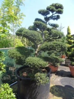 Japanse Hulst Als Bonsai (Ilex Crenata) -Planten Verkoopwinkel ilex crenata kinmei bonsai 200 225 c750 1000 1