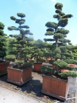 Japanse Hulst Als Bonsai (Ilex Crenata) -Planten Verkoopwinkel ilex crenata kinmei bonsai 225 250 1