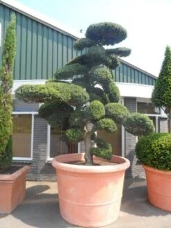 Japanse Hulst Als Bonsai (Ilex Crenata) -Planten Verkoopwinkel ilex crenata kinmei bonsai 250 300 solitair extra 1