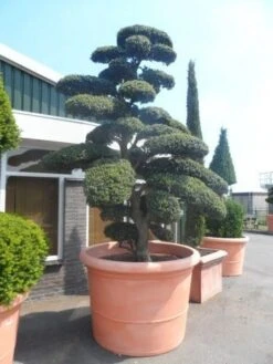 Japanse Hulst Als Bonsai (Ilex Crenata) -Planten Verkoopwinkel ilex crenata kinmei bonsai 250 300 solitair extra2 1