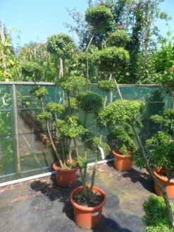 Japanse Hulst Als Bonsai (Ilex Crenata) -Planten Verkoopwinkel ilex crenata ponpon 125 150