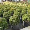 Japanse Hulst (Ilex Crenata 'Kinme') -Planten Verkoopwinkel ilex kimne bol