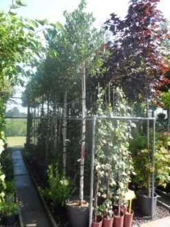 Hulst Als Boom (Ilex 'Nellie R. Stevens') -Planten Verkoopwinkel ilex nellie r. stevens 10 12ho cont 1