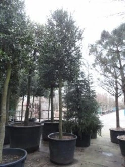 Hulst Als Boom (Ilex 'Nellie R. Stevens') -Planten Verkoopwinkel ilex nellie stevens 1
