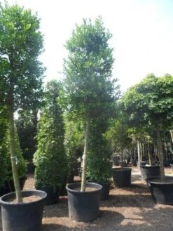 Hulst Als Boom (Ilex 'Nellie R. Stevens') -Planten Verkoopwinkel ilex nellie stevens 25 30ho c350 1