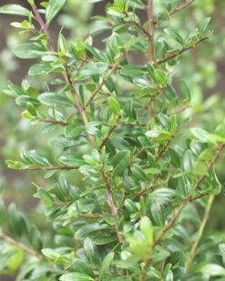 Japanse Hulst Als Bolvorm (Ilex Crenata 'Stokes') -Planten Verkoopwinkel ilexcrenatastokes01 1
