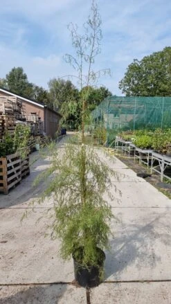 Berk (Betula Pendula 'Karaca') -Planten Verkoopwinkel img 20210917 wa0021 1