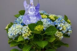 Hortensia Blue Ballad (Hydrangea 'Music Collection') 7 Hortensia Blue Ballad (Hydrangea 'Music Collection') -Planten Verkoopwinkel img 1362