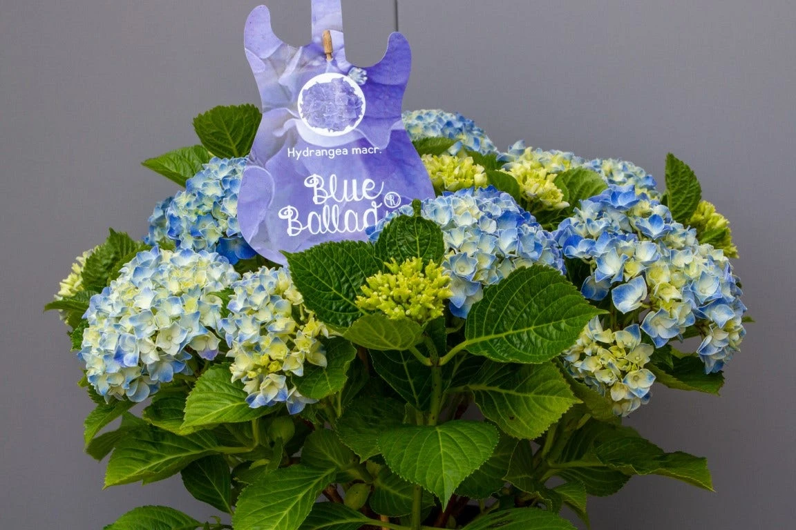 Hortensia Blue Ballad (Hydrangea 'Music Collection') 2 Hortensia Blue Ballad (Hydrangea 'Music Collection') - Afbeelding 2
