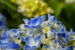 Hortensia Blue Ballad (Hydrangea 'Music Collection') -Planten Verkoopwinkel img 1365 2