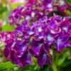 Hortensia Paars (Hydrangea 'Forever&Ever') -Planten Verkoopwinkel img 1427 1
